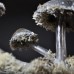 Фото Ночник "Сатурнианские грибы"-3
