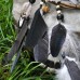 Фото Ловец снов с лапками птиц "Дикие пляски"-2