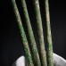 Фото Зелёная денежная свеча, большая (ромашка, лавр, корица имбирь) 1 шт-1
