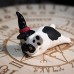 Фото Кот, собака в остроконечной шляпе, Хэллоуин-4