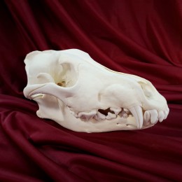 Фото Череп волка (кость)