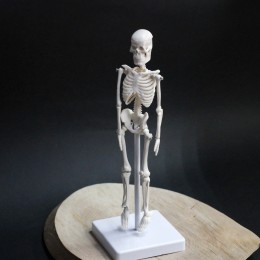 Фото Макет "Скелет человека" 22см